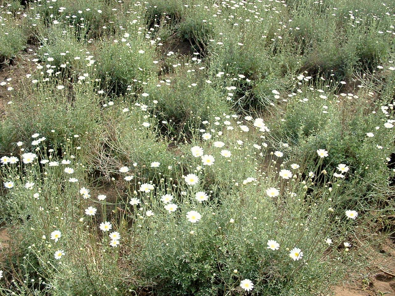 High Quality Pyrethrum